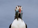 Atlantic Puffin