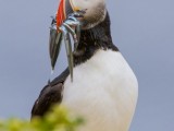 Atlantic Puffin