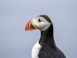 Atlantic Puffin