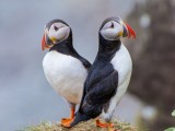 Atlantic Puffin