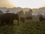 Asian Elephant