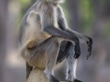 Gray Langur Monkey