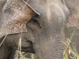 Asian Elephant