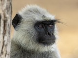 Gray Langur Monkey