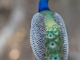 Peafowl