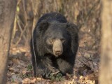 Sloth Bear