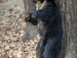 Sloth Bear