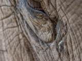 Asian Elephant