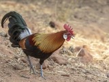 Red Junglefowl