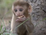 Rhesus Macaque