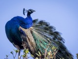 Peafowl