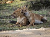 Dhole - Asiatic Wild Dog