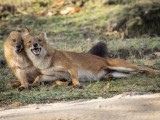 Dhole - Asiatic Wild Dog