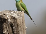 Asian Green Bee-eater