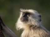 Gray Langur Monkey