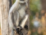 Gray Langur Monkey