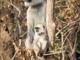 Gray Langur Monkey