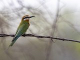 Madagascar Bee-eater