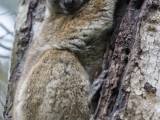 Ankarana Sportive Lemur