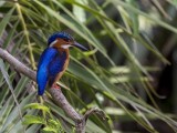 Madagascar Malachite Kingfisher