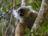 Black Lemur Female