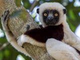 Coquerel's Sifaka