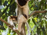 Coquerel's Sifaka