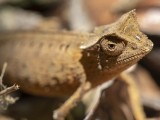 Brookesia Chameleon