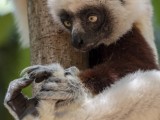 Coquerel's Sifaka