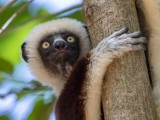 Coquerel's Sifaka