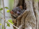 Milne-Edwards's Sportive Lemur