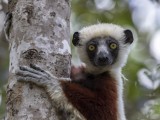 Coquerel's Sifaka