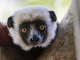 Coquerel's Sifaka