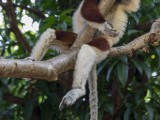 Coquerel's Sifaka