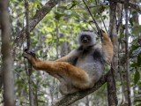 Diademed Sifaka