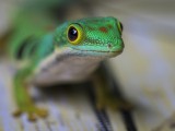 Day Gecko Species