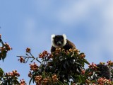 Black-and-white Ruffed Lemur