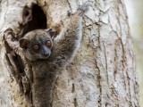 Daraina Sportive Lemur