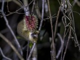 Tavaratra Mouse Lemur