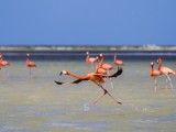 American Greater Flamingo