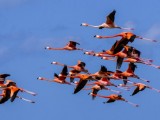 American Greater Flamingo