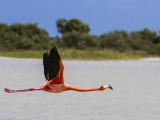 American Greater Flamingo