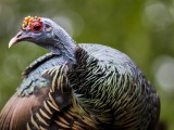 Ocellated Turkey