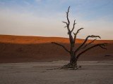 Deadvlei - Namib-Naukluft National Park