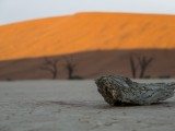 Deadvlei - Namib-Naukluft National Park