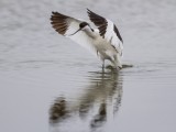 Pied Avocet