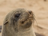 Cape Fur Seal - Cape Cross Namibia