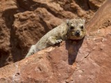 Rock Hyrax