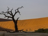 Deadvlei - Namib-Naukluft National Park