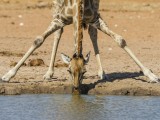 Namibian Giraffe